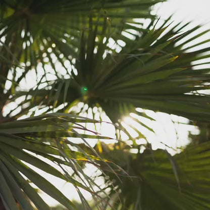 Strawberry Cheesecake